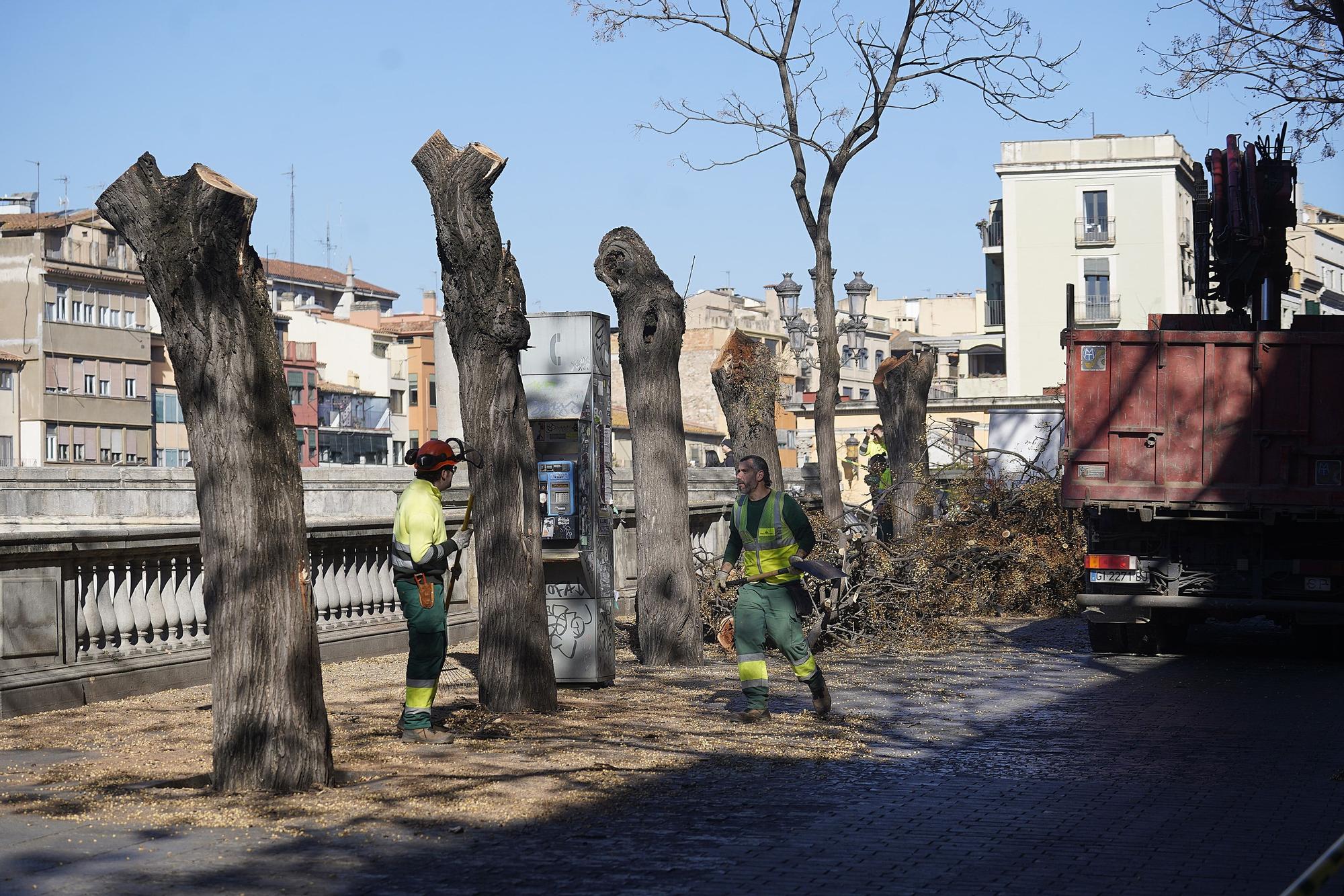 Talen cinc arbres a prop del pont de Pedra de Girona que podien caure