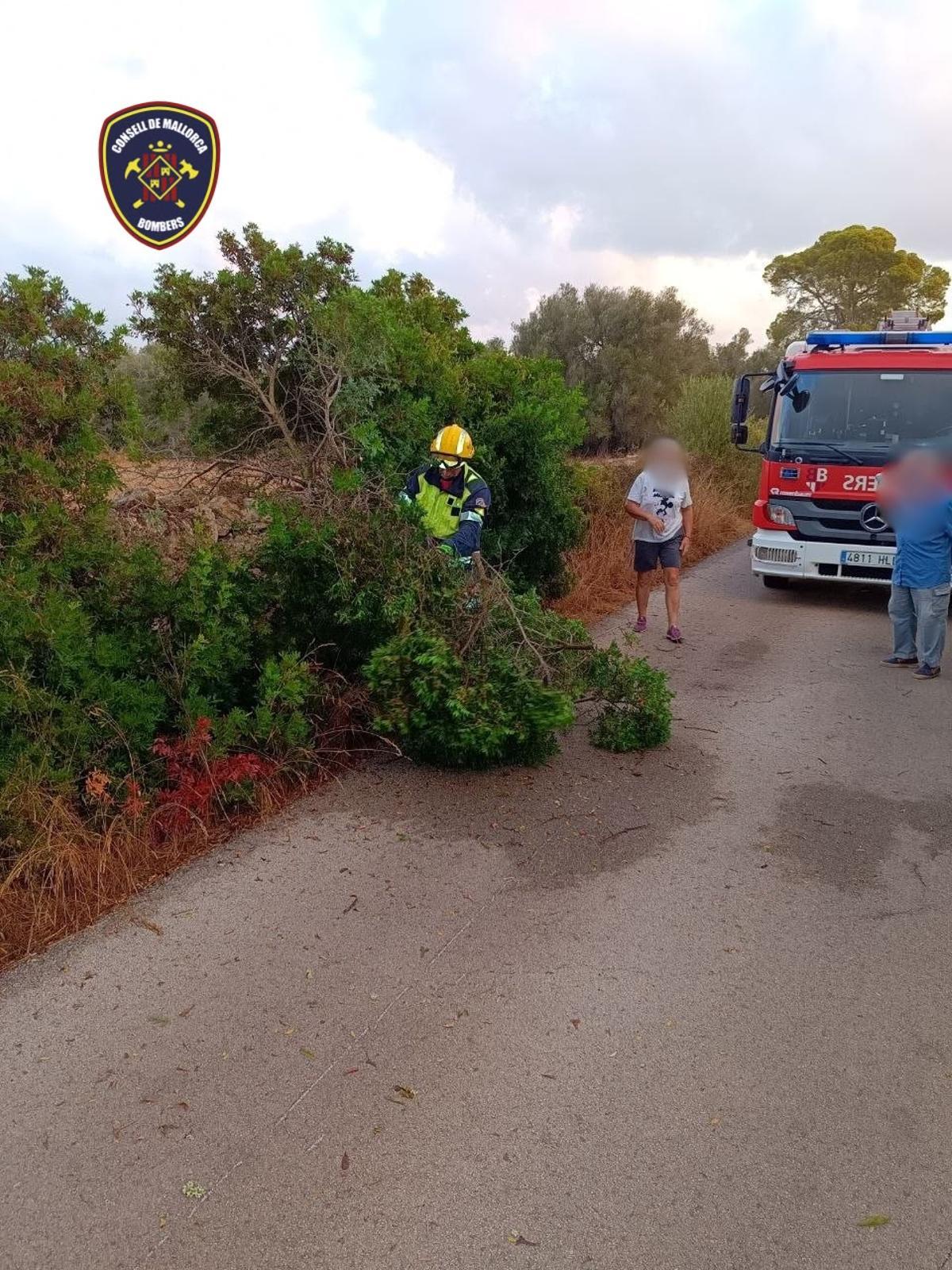Retirada de árboles en Cala Pi.