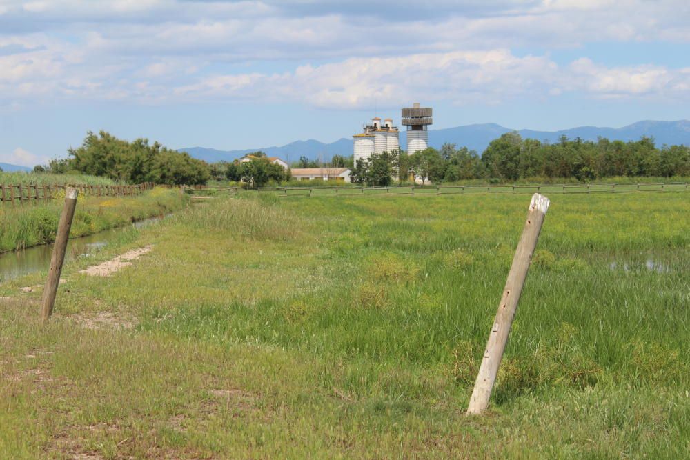 El paisatge verd i canviat dels Aiguamolls.