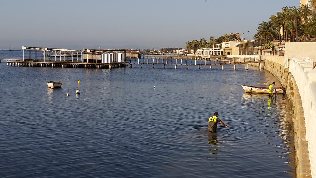 Varios operarios retiran del agua algas y peces muertos este jueves en Santiago de la Ribera