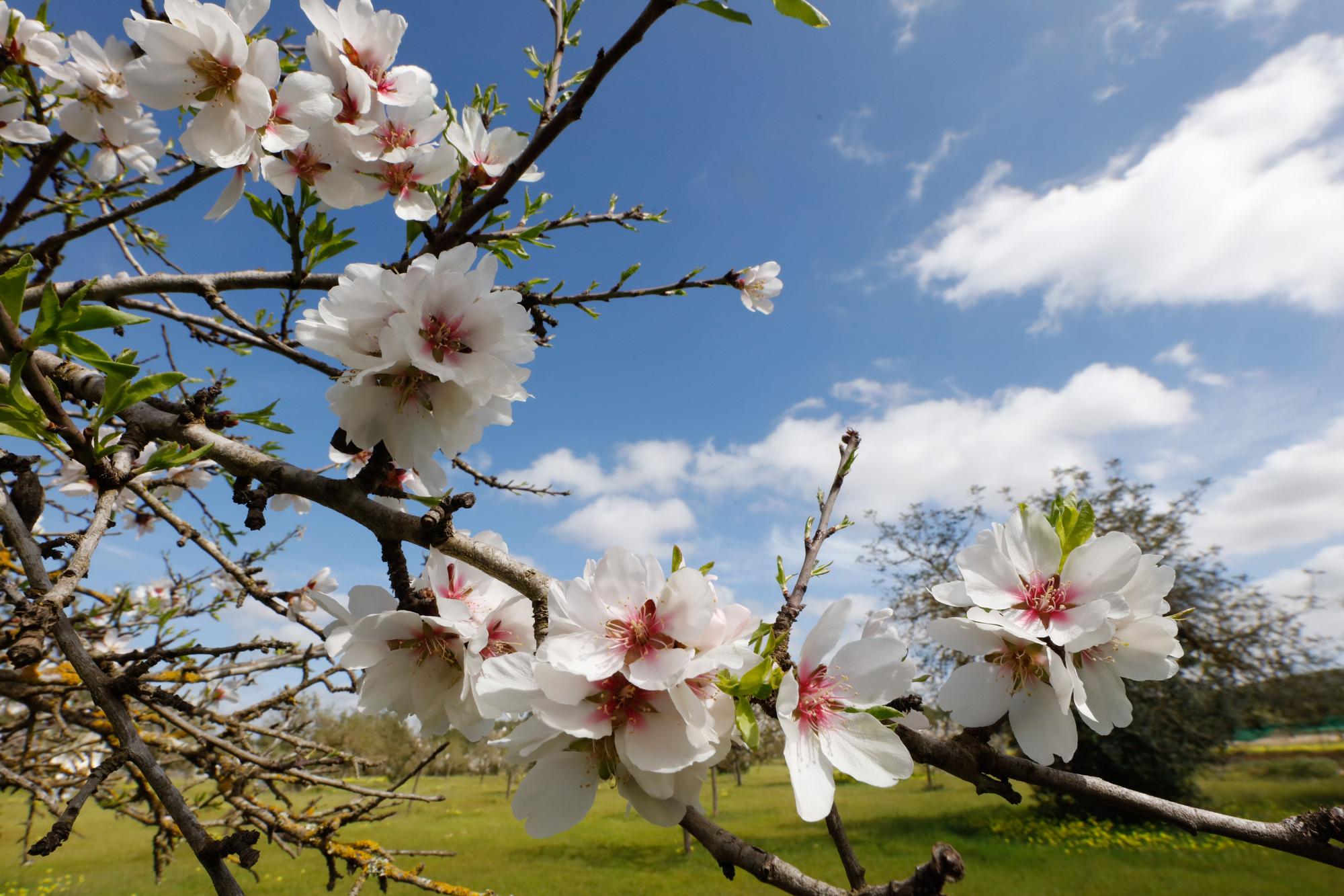 Almendros en flor cerca de Benimussa