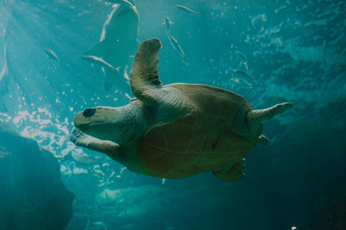 BIOPARC Acuario Gijón también muestra diferentes especies de tortugas.