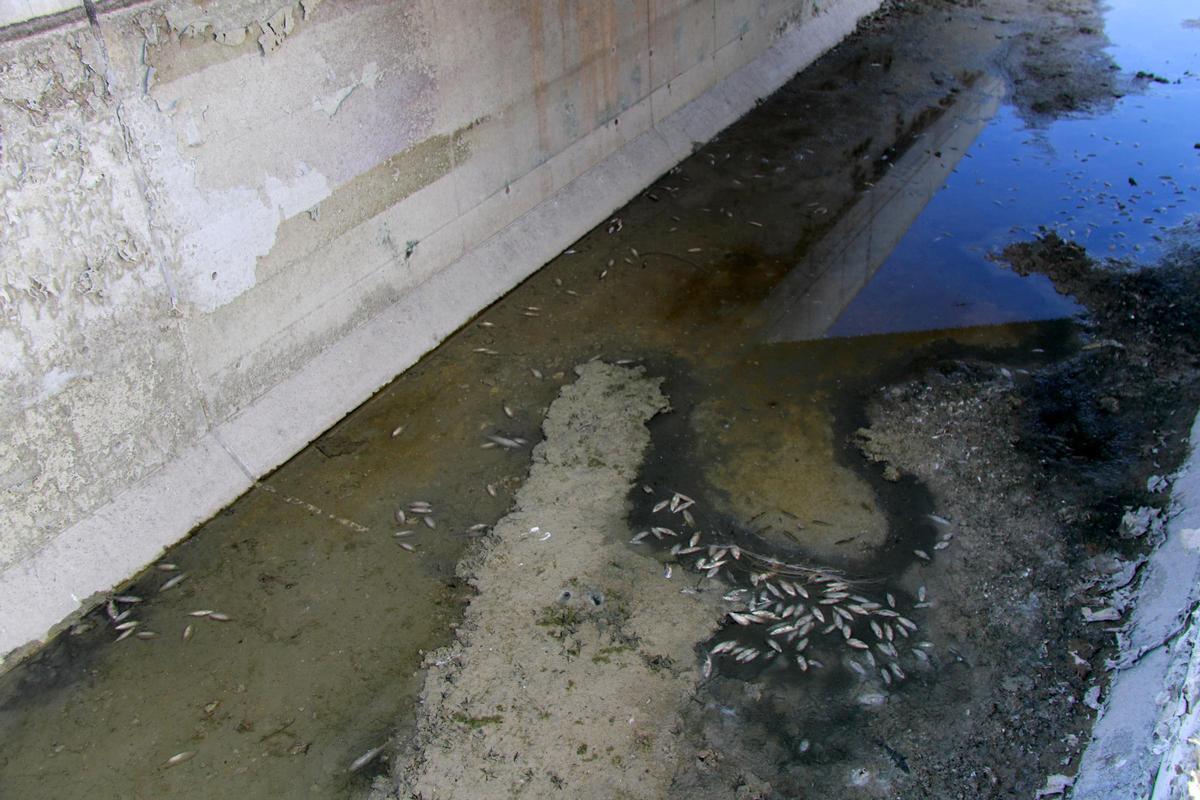 Denuncian la muerte de medio millar de peces en el canal Segarra-Garrigues a les Borges Blanques