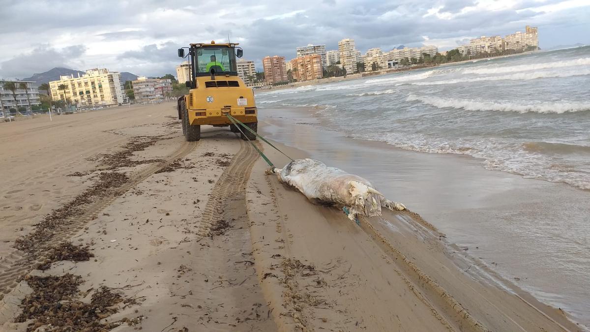 La excavadora arrastra el animal tras su extracción de la playa