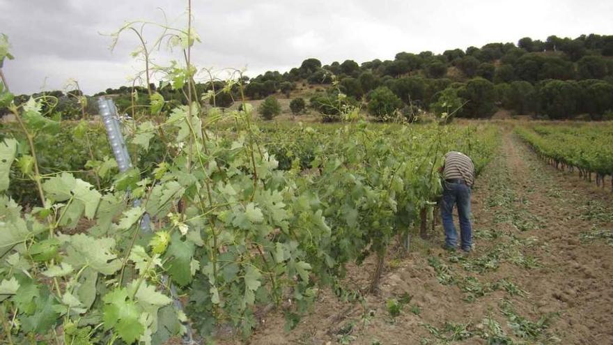 Un viticultor revisa una plantación de viñedo.