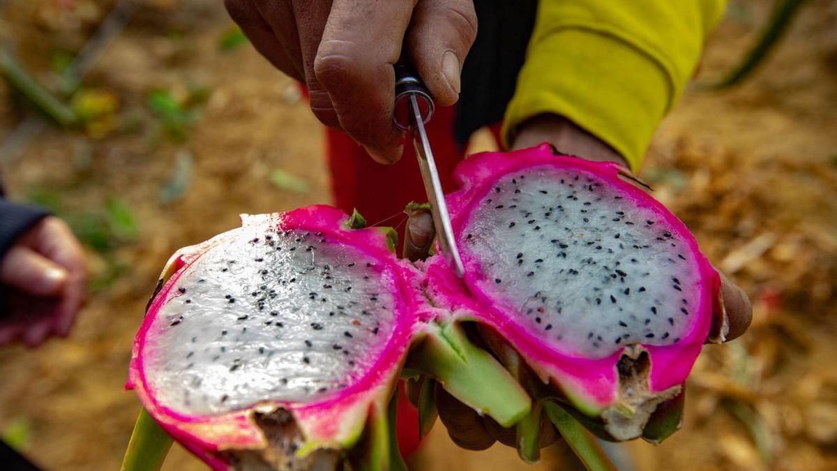 Aspecto de la pitaya de la variedad Costa Rica de pulpa blanca.  | TONY SEVILLA