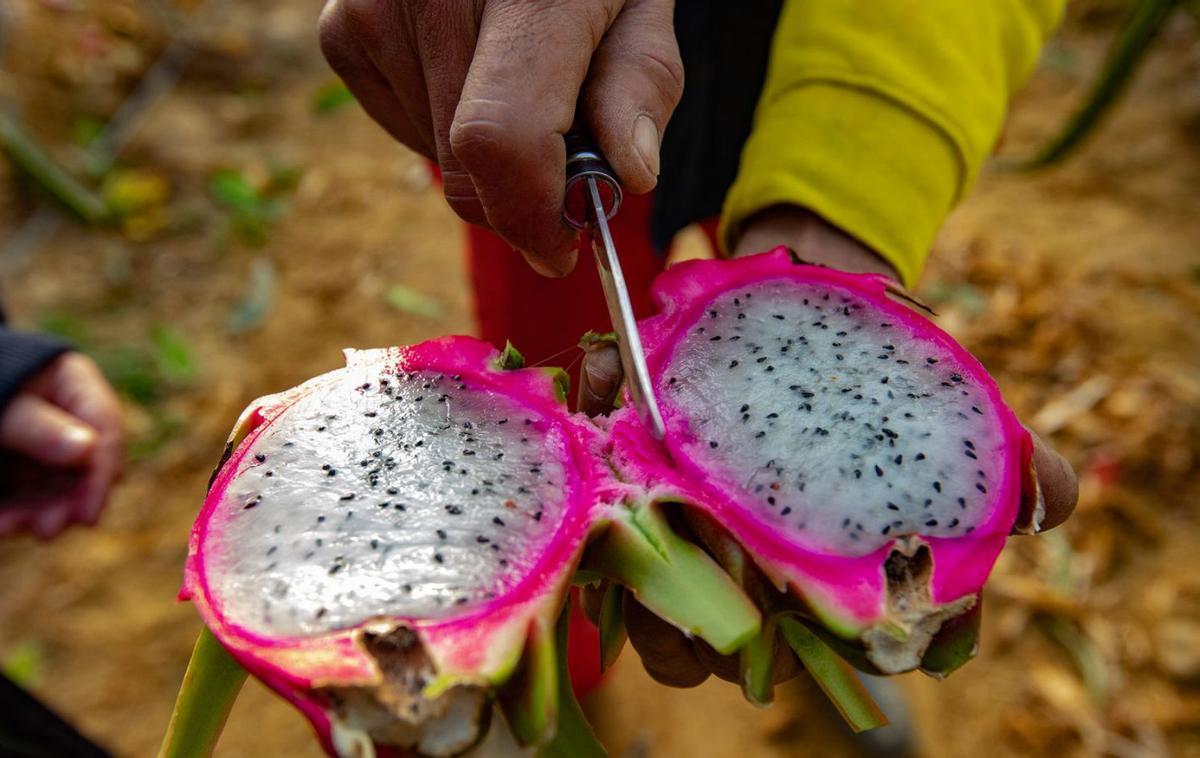 Aspecto de la pitaya de la variedad Costa Rica de pulpa blanca.  | TONY SEVILLA