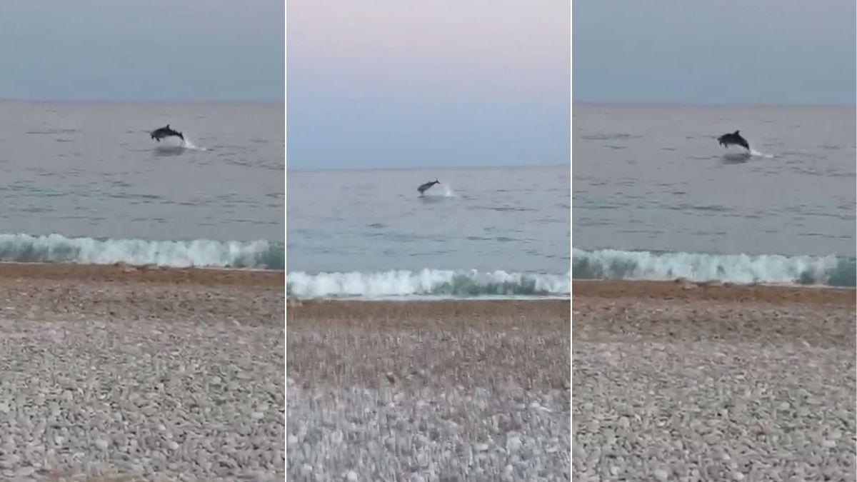 Fotogramas de los vídeos tomados por Nacho Palencia y publicados en su cuenta de Twitter donde aparecen varios delfines nadando a pocos metros de la orilla en una playa de La vila