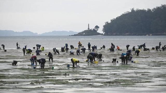 Mariscadoras en plena faena en la ría de Pontevedra.