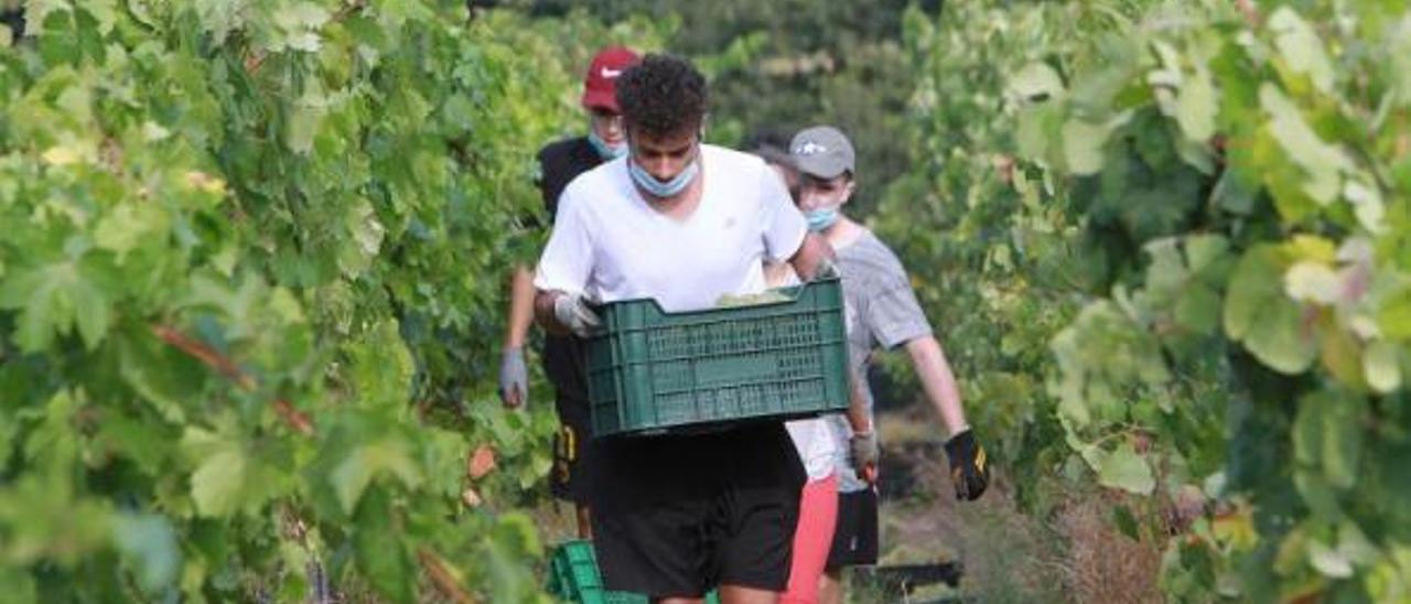 Varios trabajadores carretan la uva en una de las explotaciones vitivinícolas de la Denominación de Origen O Ribeiro. |   // IÑAKI OSORIO