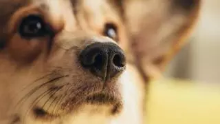 ¿Por qué tu perro te sigue hasta el baño? La explicación que muchos dueños no conocen