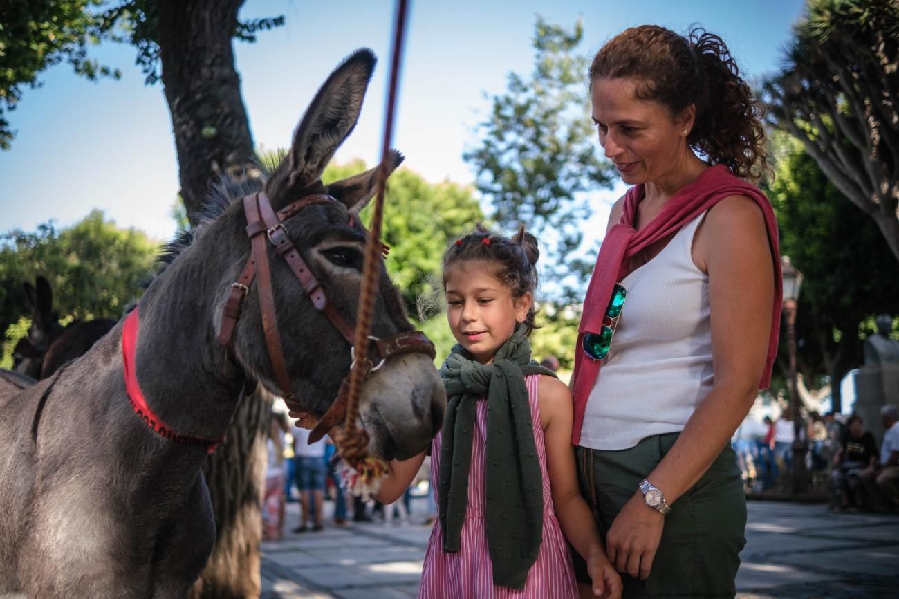 Noche de los Burros en La Laguna, julio de 2022