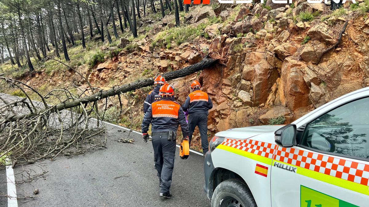 Miembros de Protección Civil retiran un árbol caído en la carretera de Peñas Blancas (MA-8301) en Estepona
