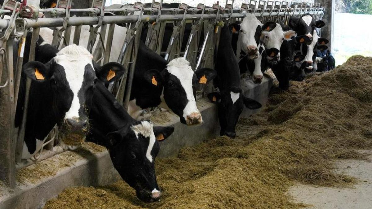 Vacas en una granja de la comunidad gallega