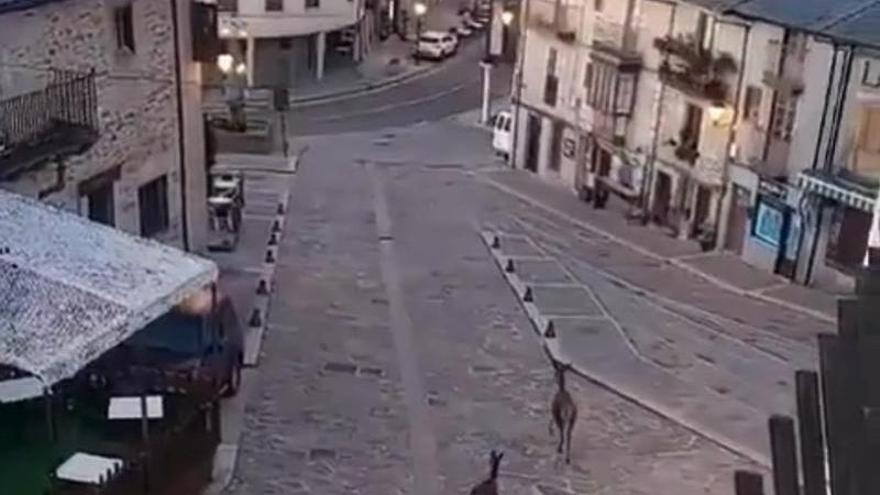 Dos ciervos de paseo por Puebla de Sanabria este Domingo de Ramos