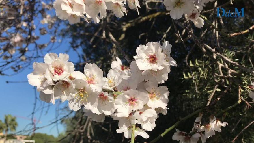 Los almendros ya han empezado su floración en Mallorca