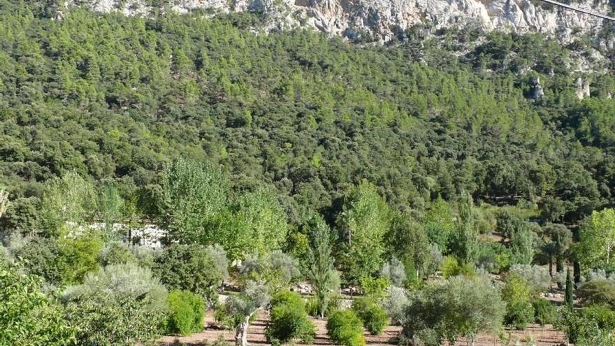 La tala se realizó en una finca del empresario situada en Honor, en la carretera de Bunyola a Orient.