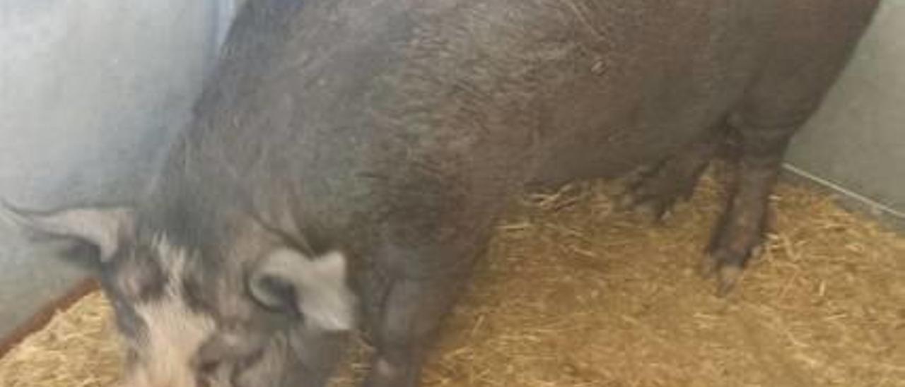 Atrapan a un cerdo suelto en Sagunt y descubren que hay otro más abandonado