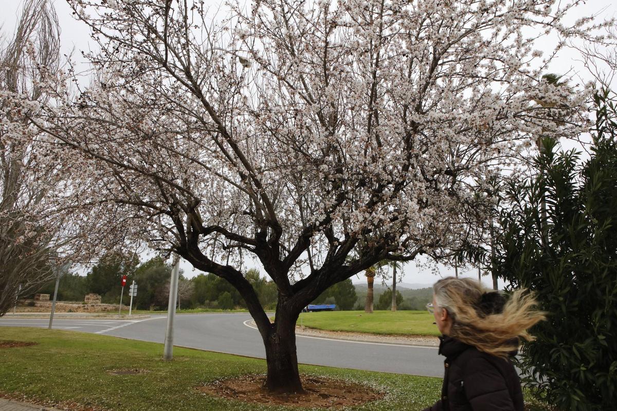 Weiße Pracht auf Mallorca: Die Mandelblüte ist wieder da