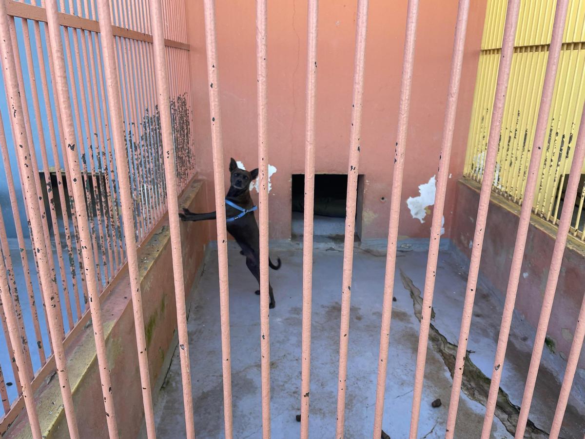 Mehrere Familien haben Interesse an einer Adoption von diesem Hund gezeigt.