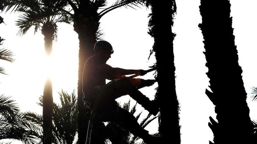 El palmerar, garantia de la salut ambiental d’Elx