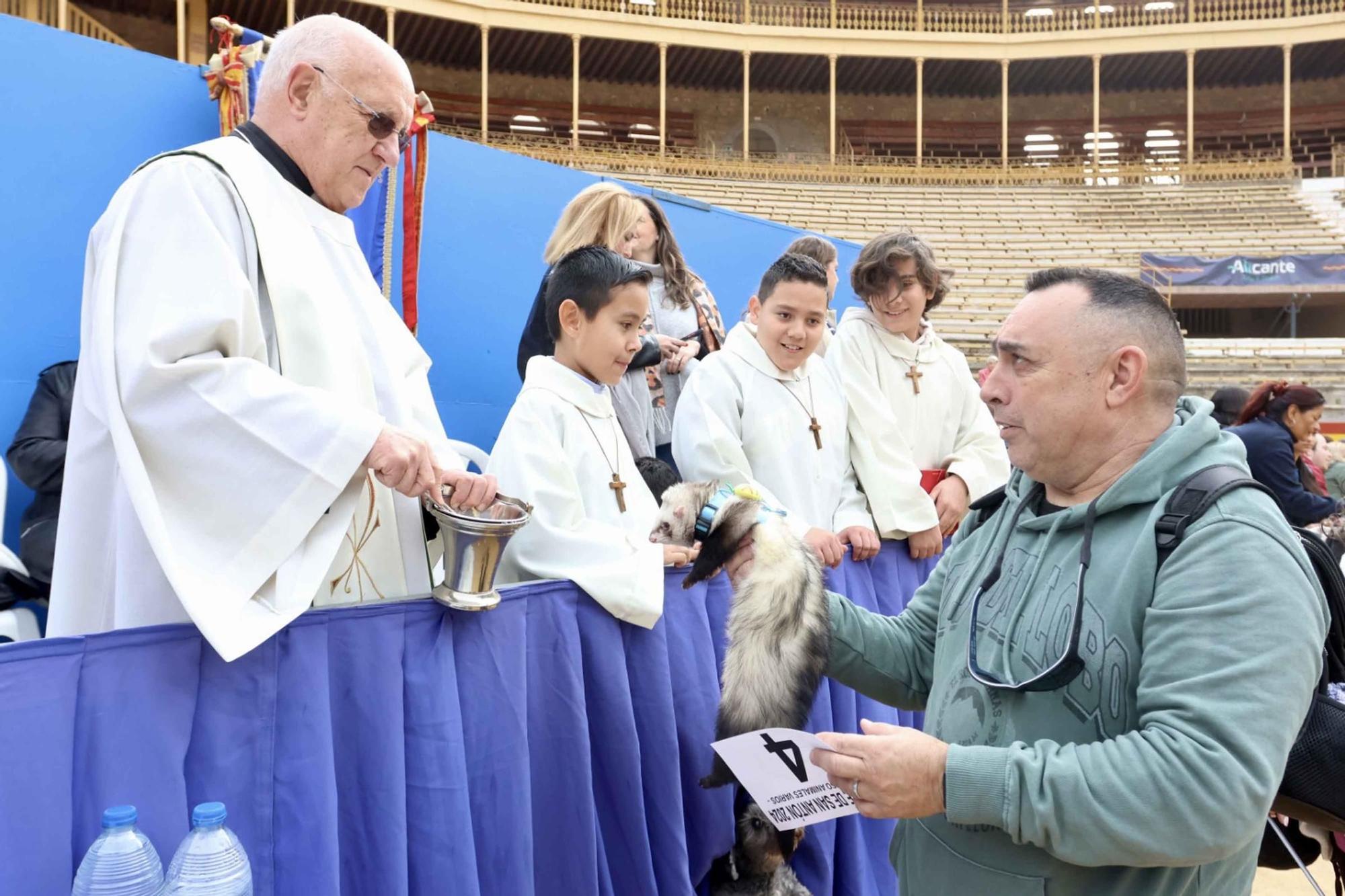 El Porrate de San Antón de Alicante culmina con la bendición de animales y llena de vida la Plaza de Toros