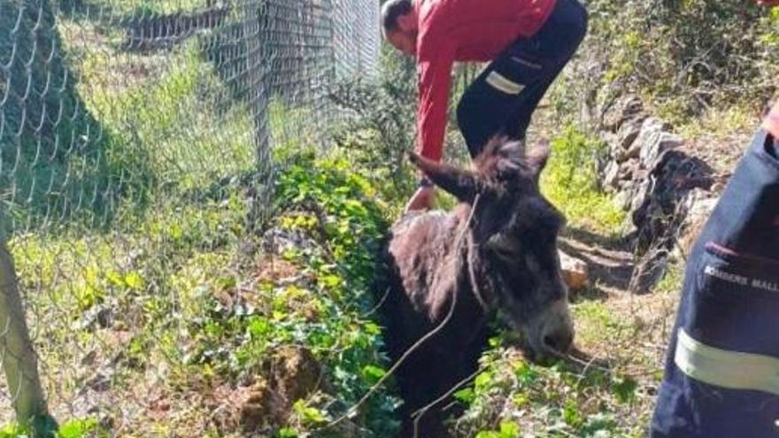 Feuerwehr muss Esel aus Graben retten