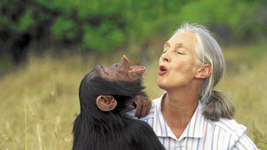 Kennt sich mit Schimpansen aus: Jane Goodall.