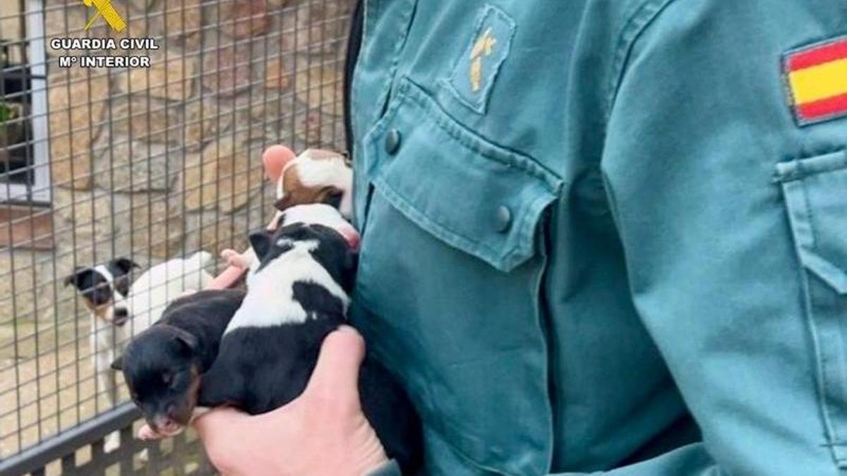 Rescate de cachorros.