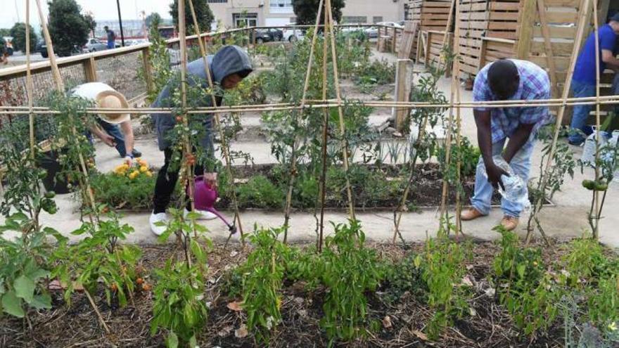 Huertos urbanos para socializar y concienciar