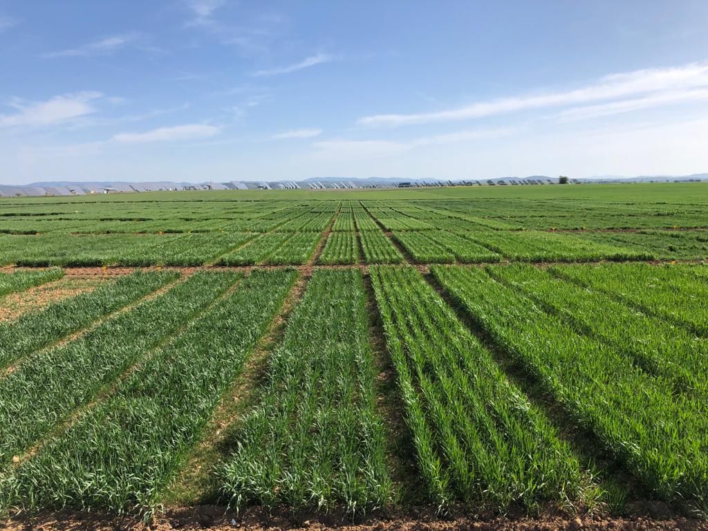 Campo de ensayos de mejora vegetal en el proyecto 'Red Arax', coordinado por Cooperativas Agroalimentarias Aragón.