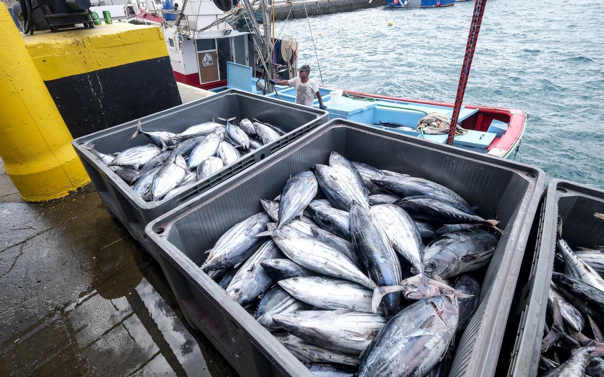 Pesca del día en el muelle de Arguineguín.
