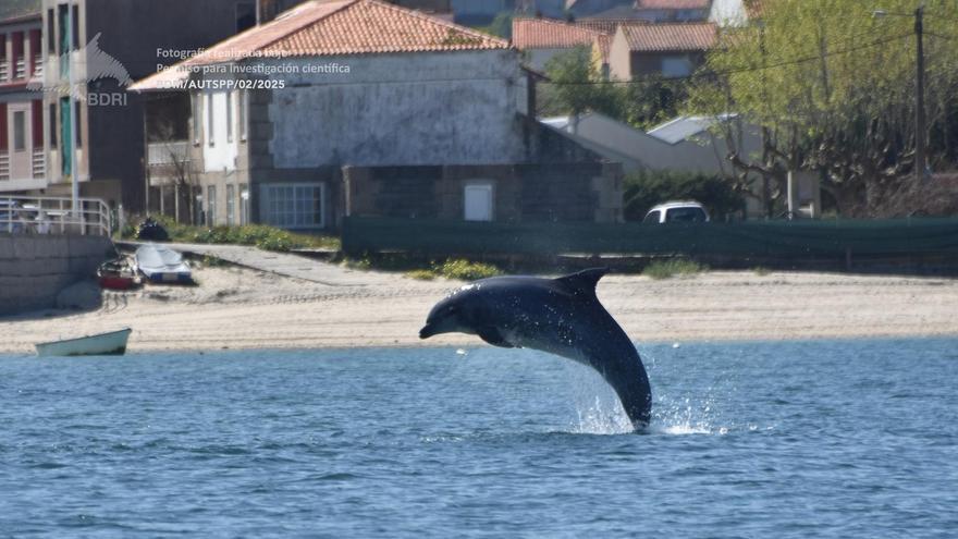 Un delfín mular en Arousa.