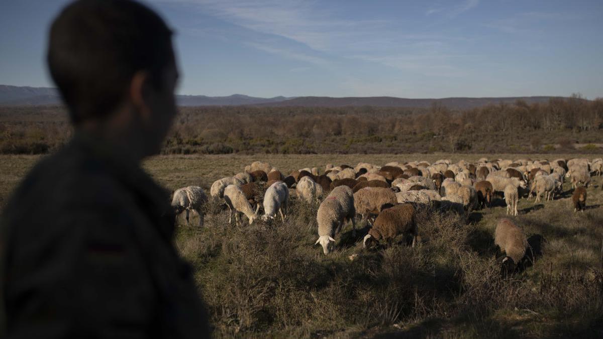 Rebaño de ovejas en la provincia de Zamora.