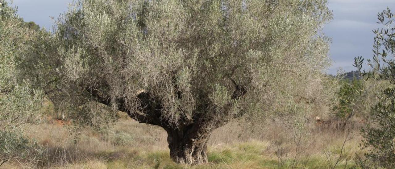 Riba-roja protege cuatro oliveras  de 350 años de antigüedad