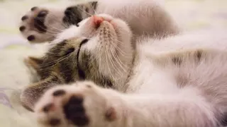 Los 10 signos que revelan si tu gato es feliz contigo