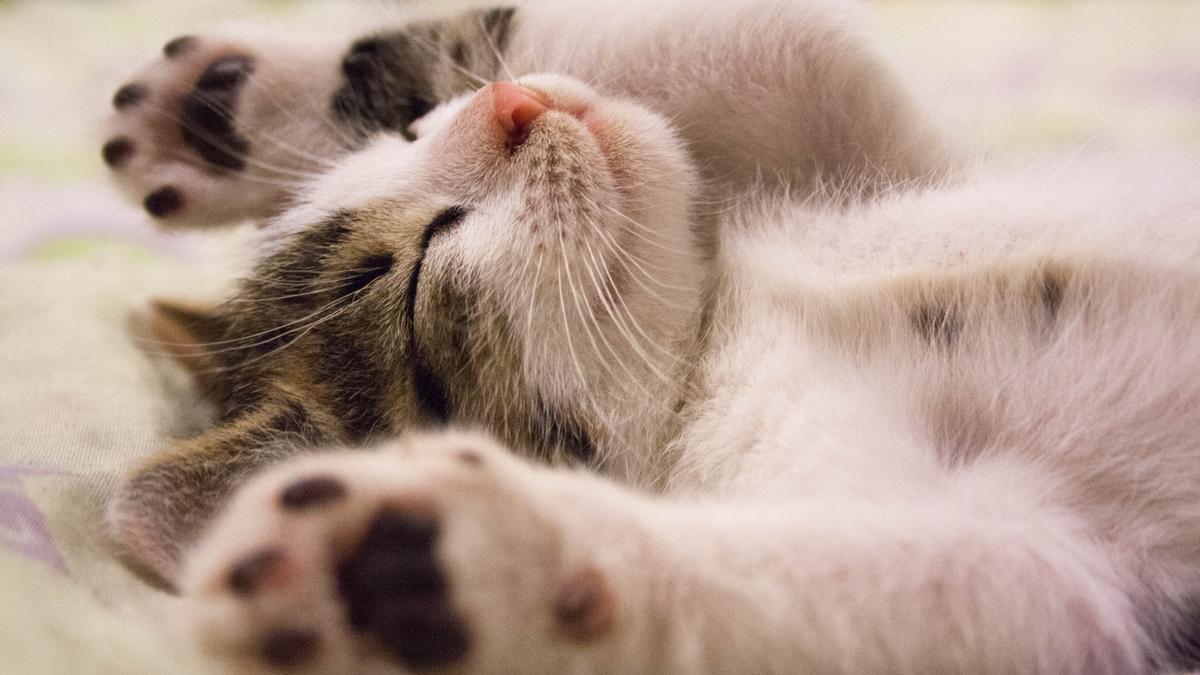 Cómo saber si un gato es feliz: diez señales de que está a gusto contigo.
