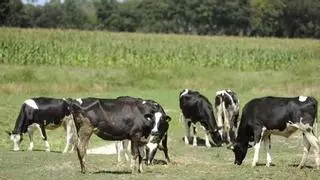 Producir leche puede costar hasta cinco céntimos más por litro en Galicia