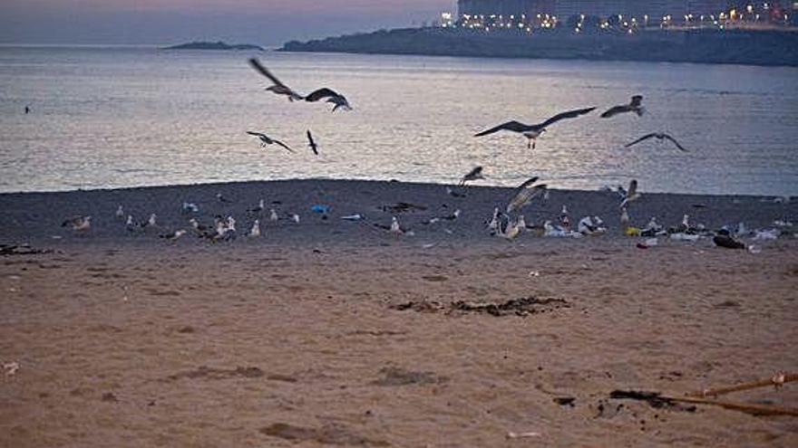 Gaviotas en la playa de Orzán.