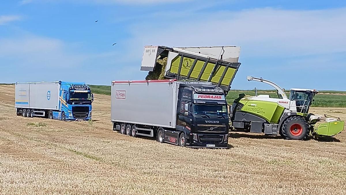 Imagen de tareas de recolección de cereales en la comarca de Los Pedroches.