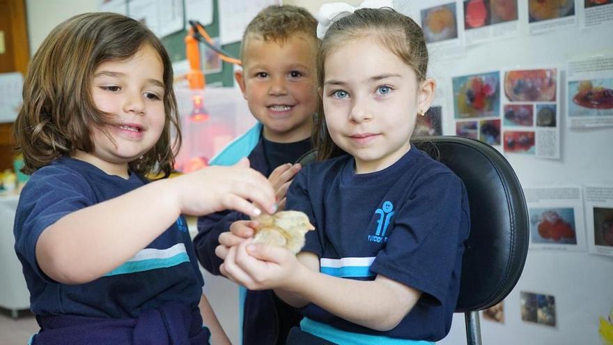 El innovador método educativo de una profesora de Castellón: pollitos en las aulas para inculcar valores a los niños