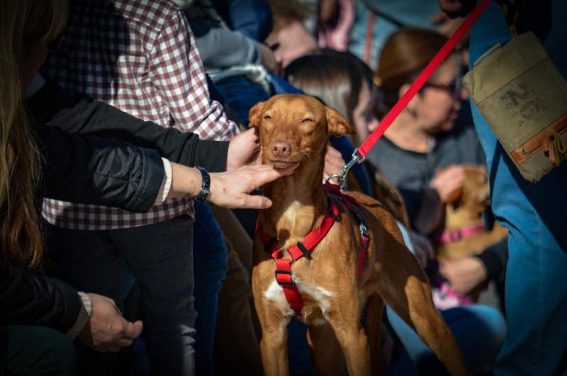 Fundación Bioparc y AUPA celebran el 15º Desfiles de perros abandonados