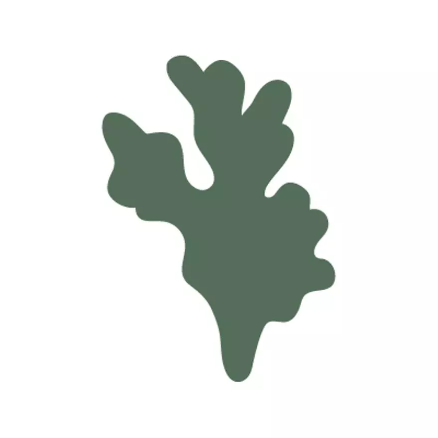 Macroalgas