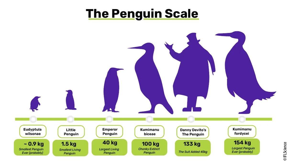 Tamaño comparativo de varias especies de pingüinos