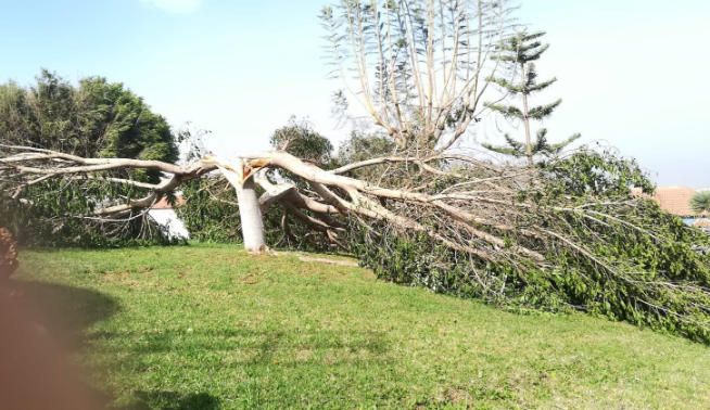 Un árbol partido por el efecto del viento.