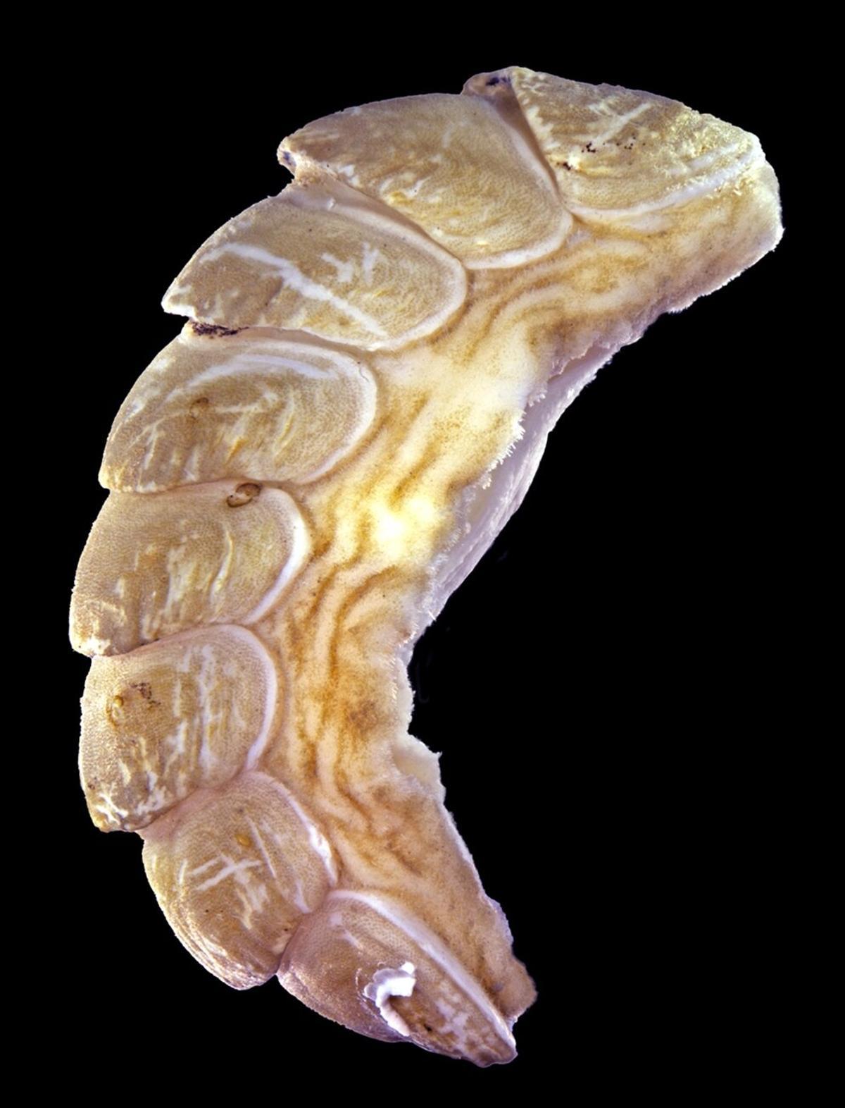 Ferreiraella charazata.