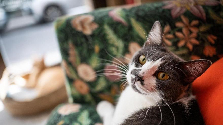 La gatería de Santa Cruz