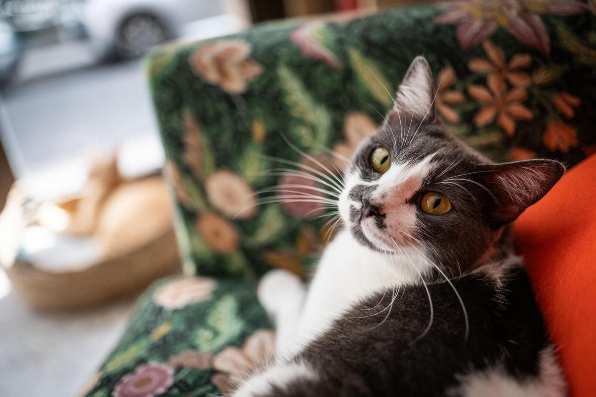 La gatería en Santa Cruz