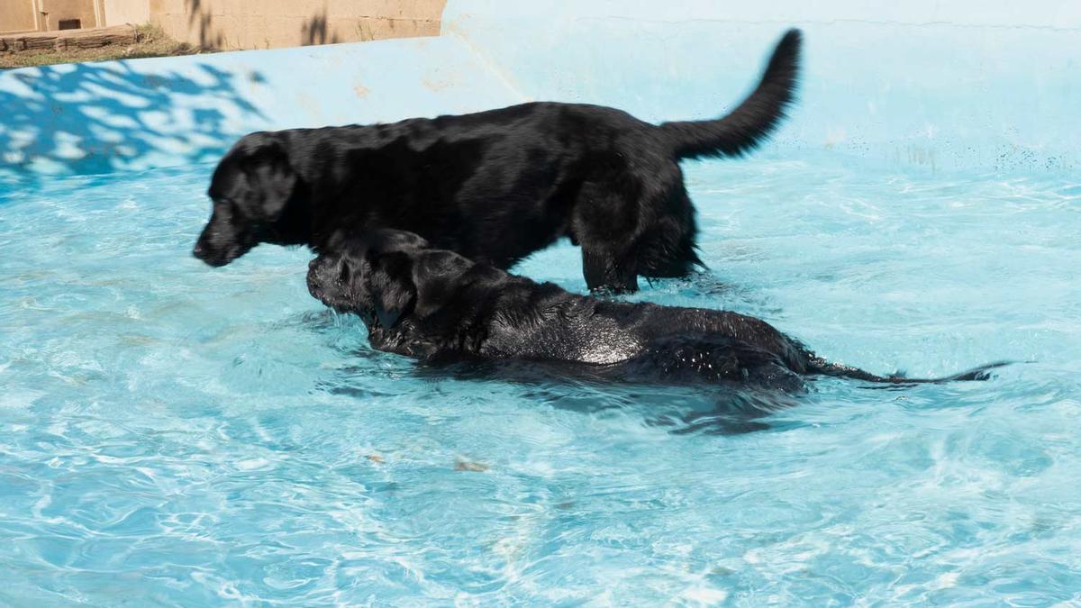 El centre disposa de piscines a l’estiu on els animals poden gaudir dels beneficis de l’aigua.