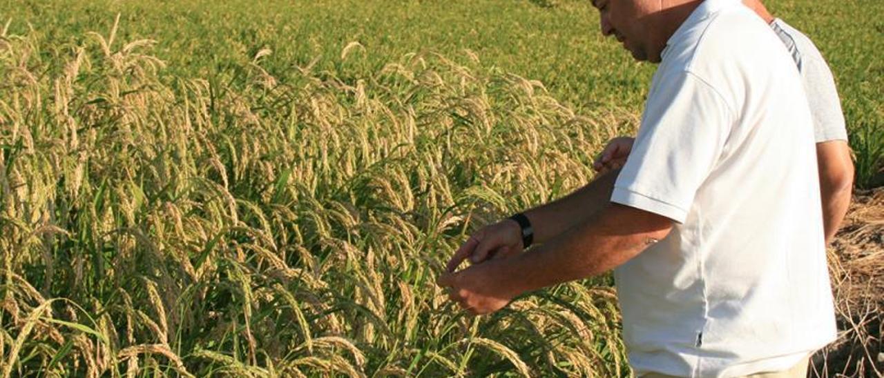 El arroz cultivado en el parque natural de l’Albufera está amenazado por las importaciones. | LEVANTE-EMV